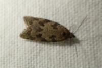 Cnephasia