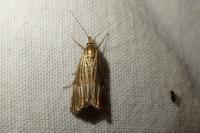 Chrysocrambus linetella