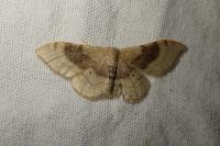 Idaea degeneraria