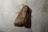 Hoplodrina ambigua