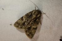 Acronicta rumicis