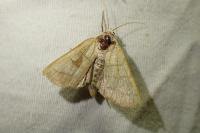 Charanyca trigrammica