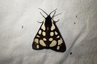 Arctia villica