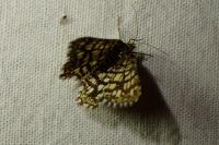 Chiasmia clathrata