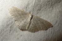 Idaea subsericeata