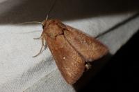 Mythimna albipuncta