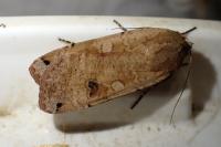 Noctua pronuba