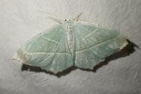 Campaea margaritaria