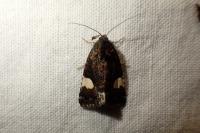 Tyta luctuosa