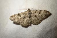 Peribatodes rhomboidaria