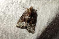 Oligia strigilis