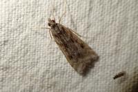 Eudonia angustea