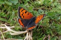Lycaena phlaeas