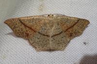 Cyclophora punctaria