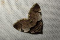 Anticlea derivata