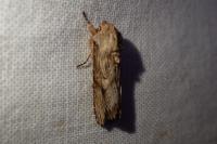Egira conspicillaris