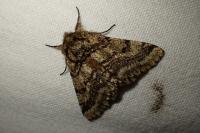 Lycia hirtaria