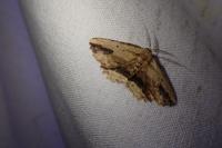 Menophra abruptaria