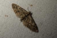 Eupithecia
