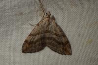 Aplocera