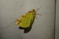 Opisthograptis luteolata