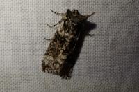 Polyploca ridens