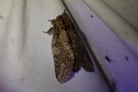 Peridea anceps