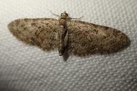Eupithecia