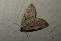 Aplocera