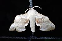 Laothoe populi