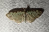 Pasiphila rectangulata