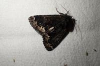 Catephia alchymista
