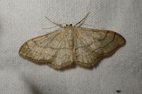 Idaea aversata