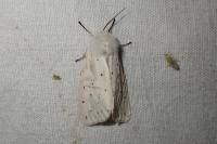 Spilosoma lubricipeda