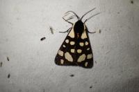 Arctia villica