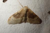Idaea degeneraria