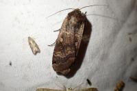 Noctua pronuba