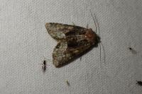 Oligia latruncula/strigilis/versicolor
