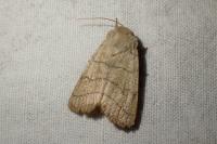 Charanyca trigrammica