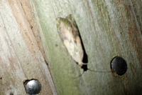 Aphomia sociella
