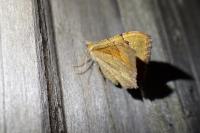 Camptogramma bilineata