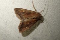 Lacanobia oleracea