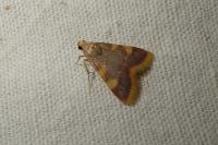 Hypsopygia costalis