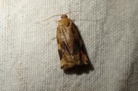 Archips xylosteana