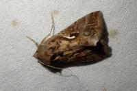 Autographa gamma