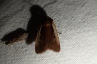 Ochropleura plecta