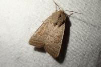 Hoplodrina ambigua