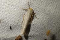 Eilema caniola
