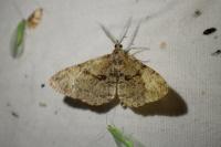Peribatodes rhomboidaria