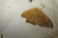 Watsonalla binaria